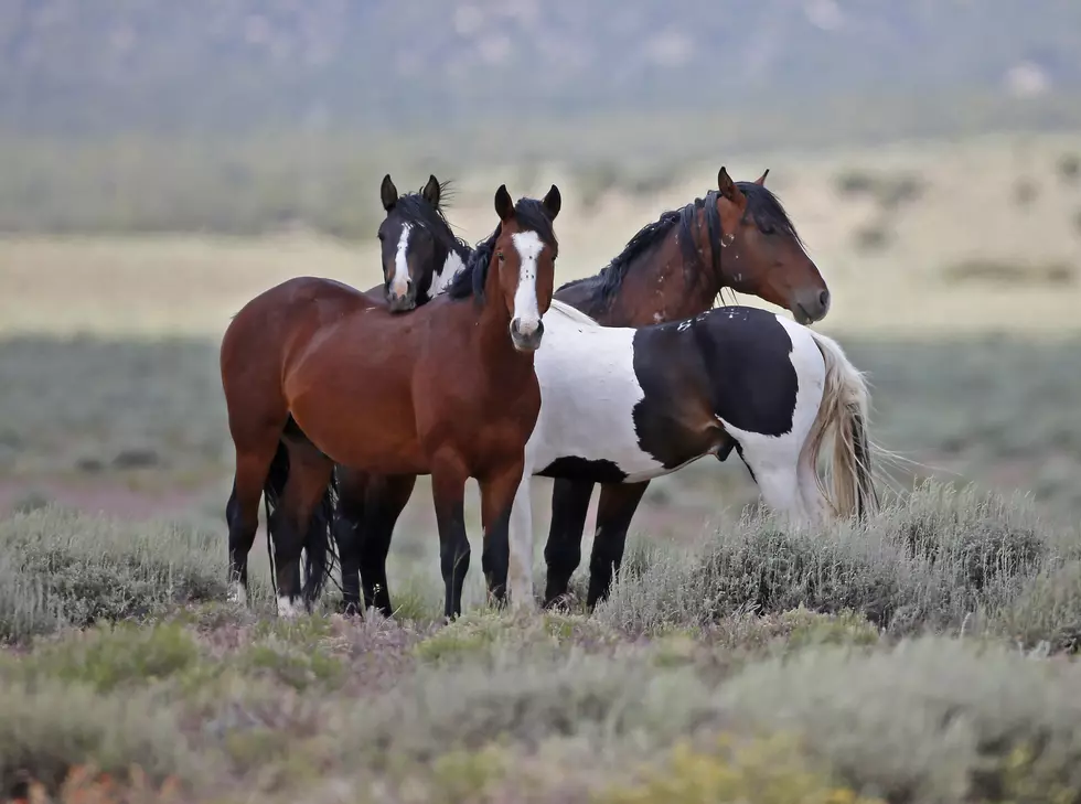 Adopt a Wild Horse or Burro in Kentucky Through Online Auction