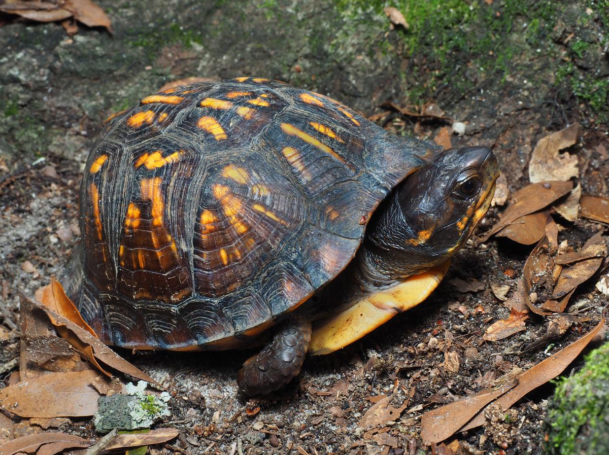 WildCare Needs Indiana Landowners to Help Wildlife