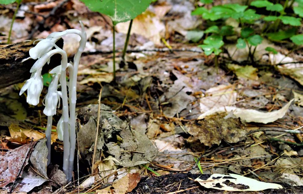 This May Be Indiana's Weirdest Native Plant