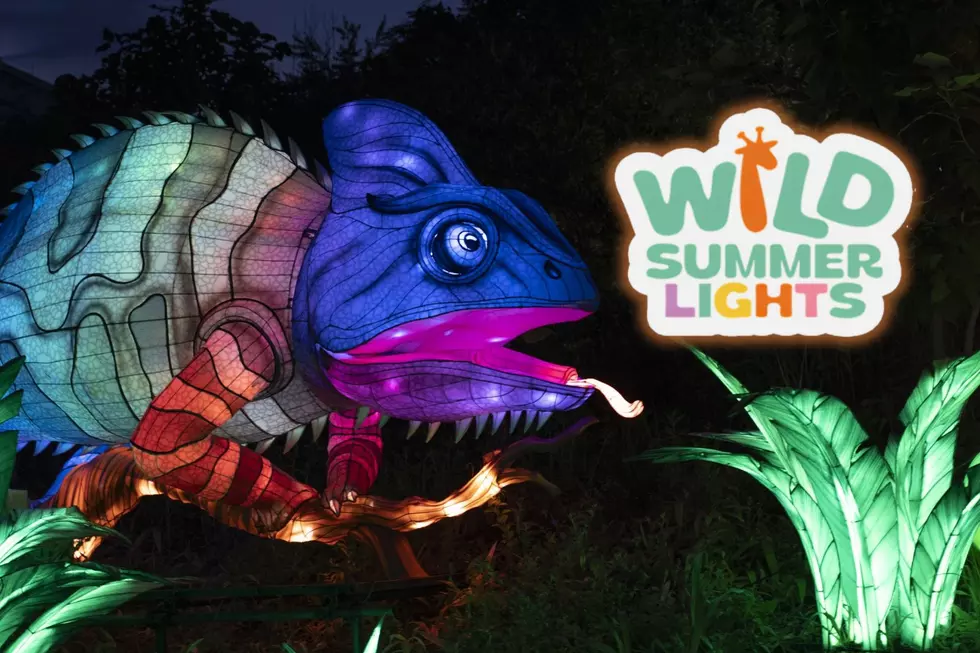 Win a Family Four-Pack to Wild Summer Lights