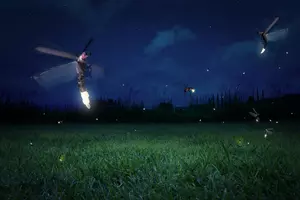 Want More Lightning Bugs Next Summer? Skip This Fall Chore