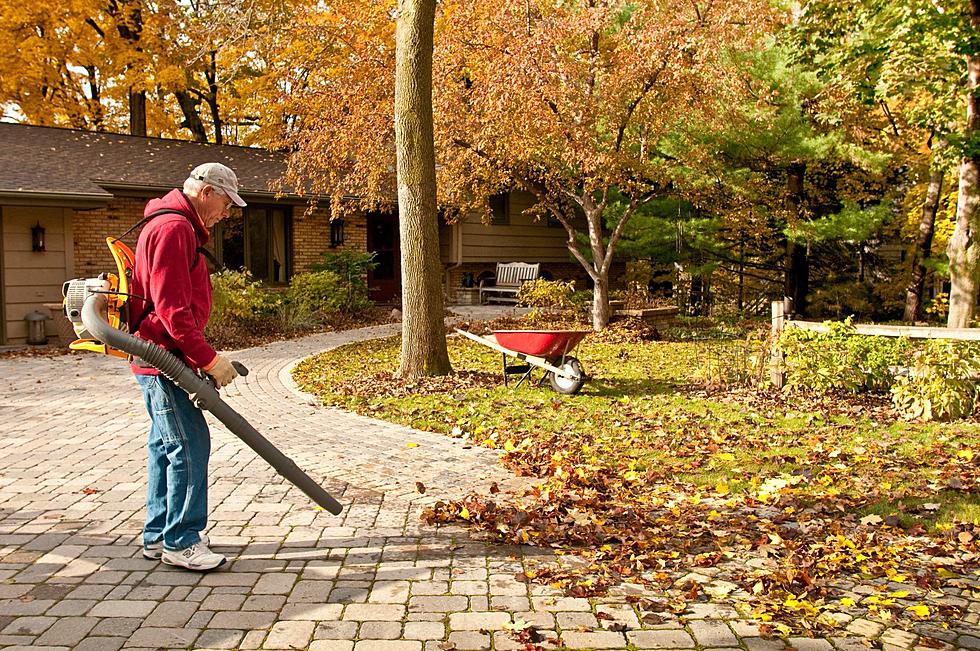 Removing Leaves From Streets Can Improve Water Quality in Rochester