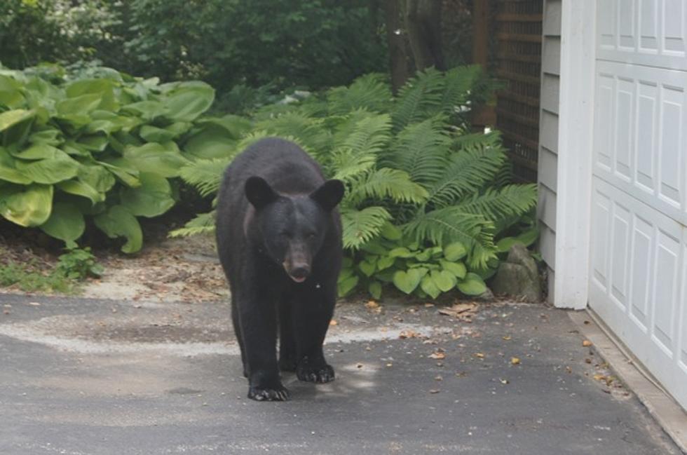 New Video Surfaces of a Black Bear in Rockford