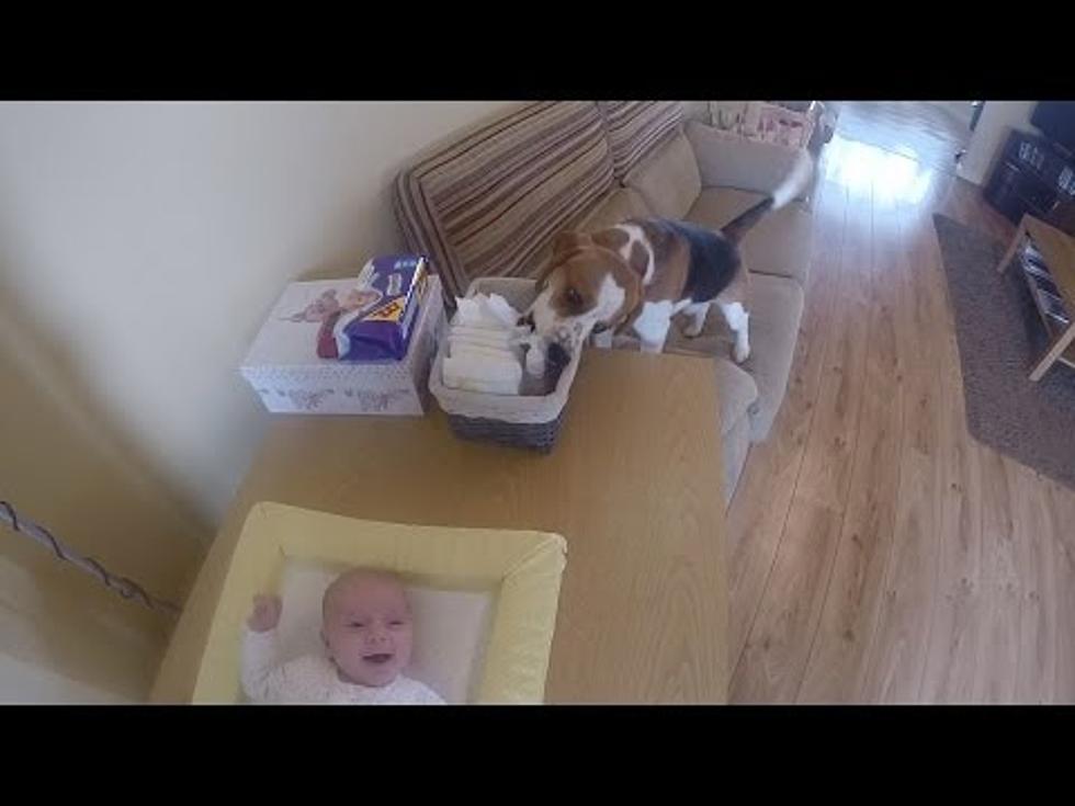 Dog Helps Change Diapers [VIDEO]
