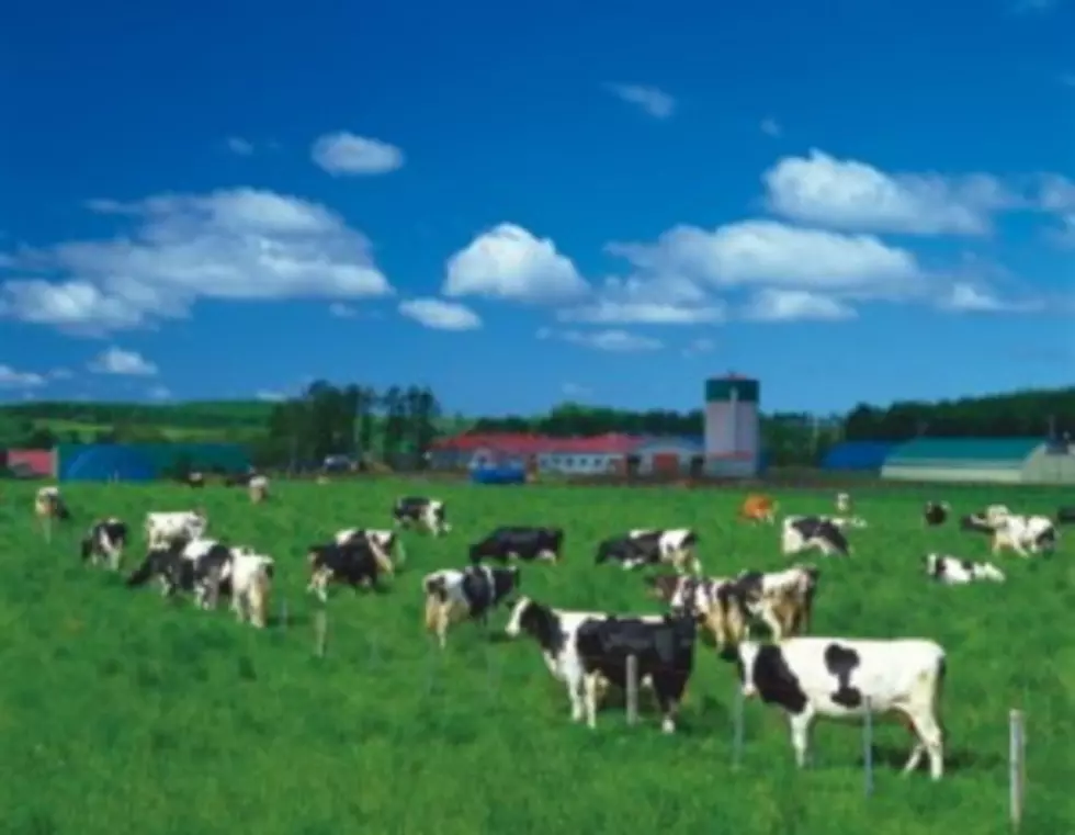 Moooovin&#8217; To A Dairy Farm May Help Prevent Allergies