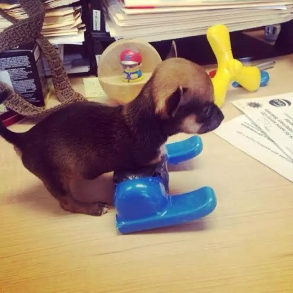 Here&#8217;s One Lucky Chihuahua That&#8217;ll Roll Right Over Your Heart