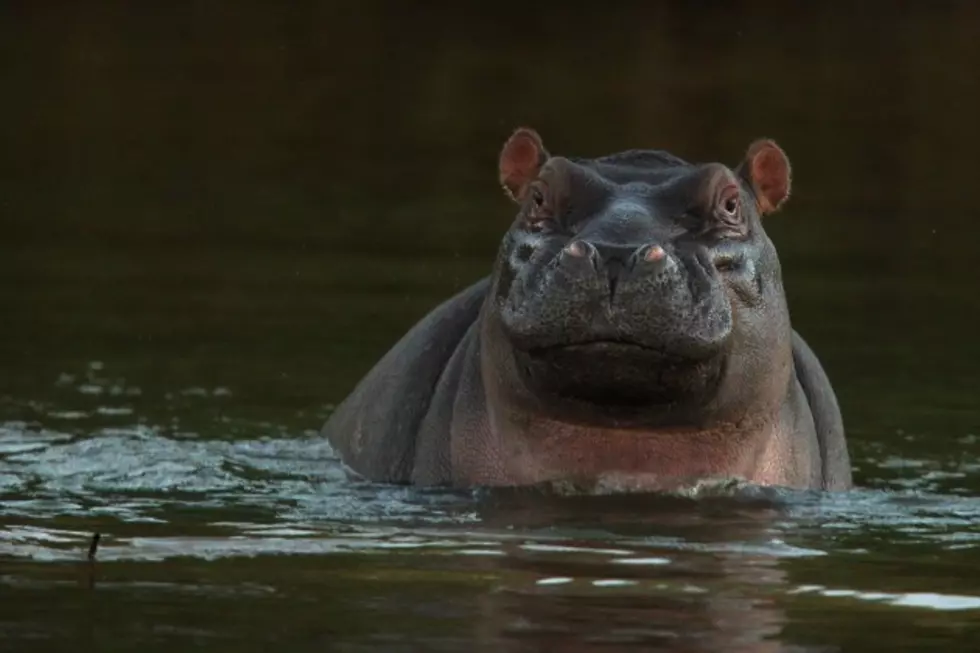 Is That a Hippo in the Chicago River? [VIDEO]