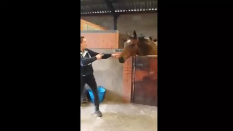 Horse is ‘All About That Bass’ [VIDEO]