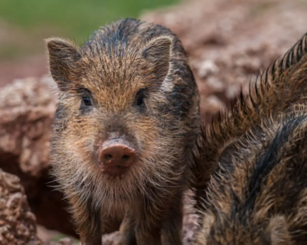 Wild Hogs May Force A Town To Cancel Halloween