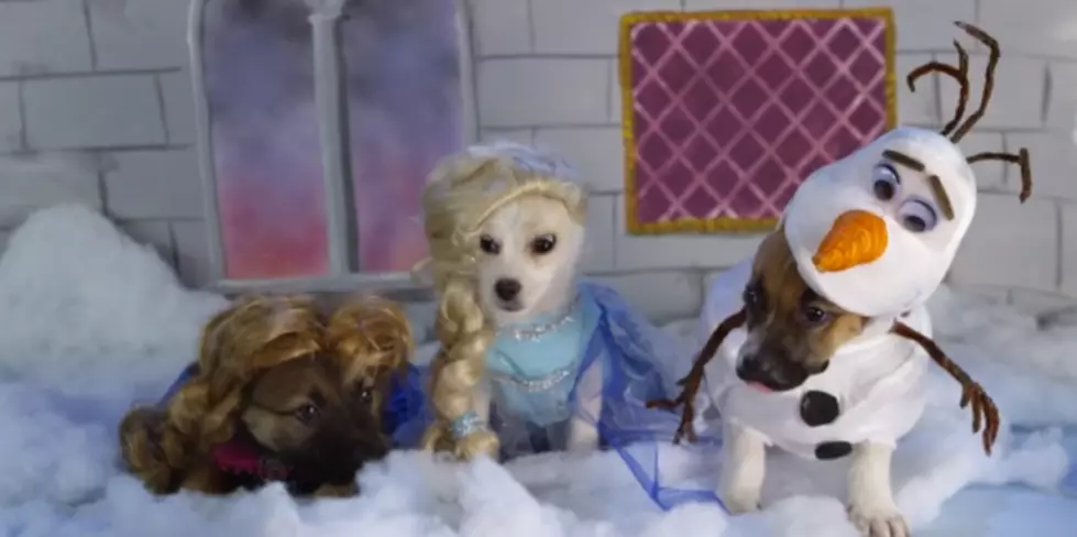 6 Disney Movies Adorably Recreated Using Puppies [VIDEO]