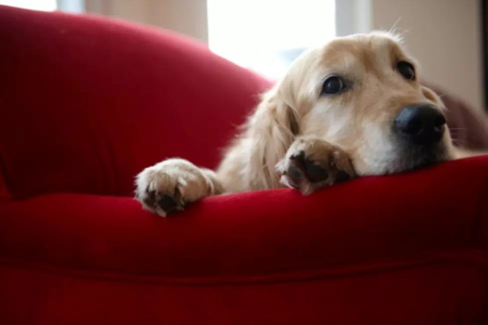 Denver The Dog Gets Busted For Eating Christmas Ornaments