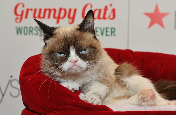 You Won't Believe How Much Money Grumpy Cat's Earned So Far