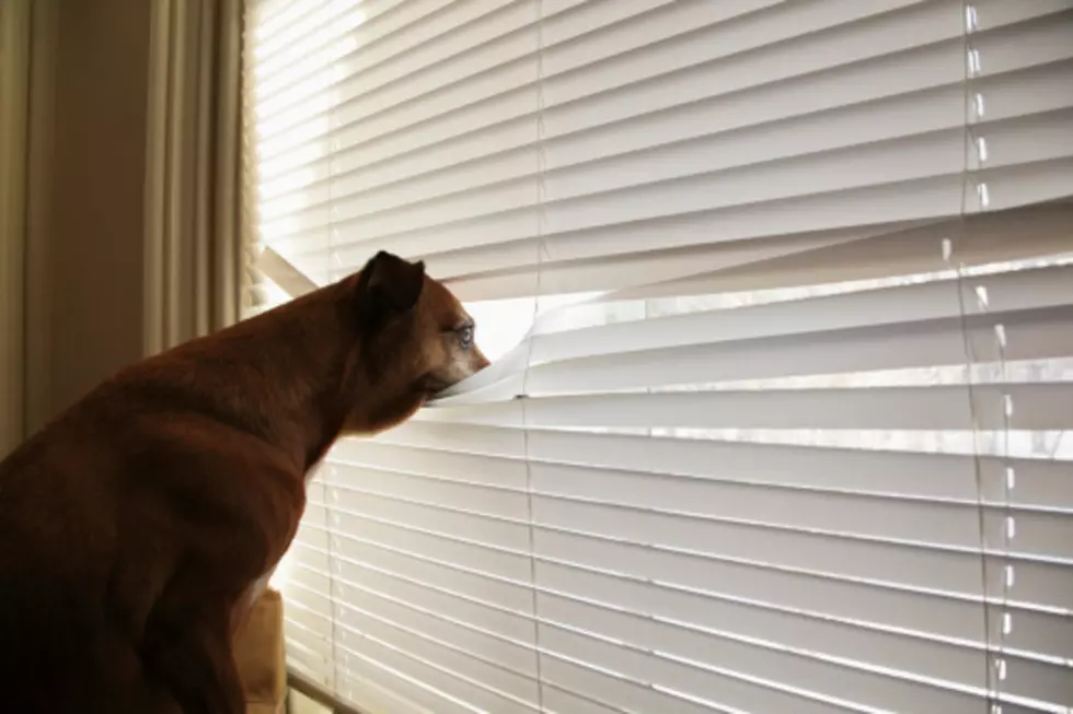 See What Dogs Really Do When You Leave [VIDEO]