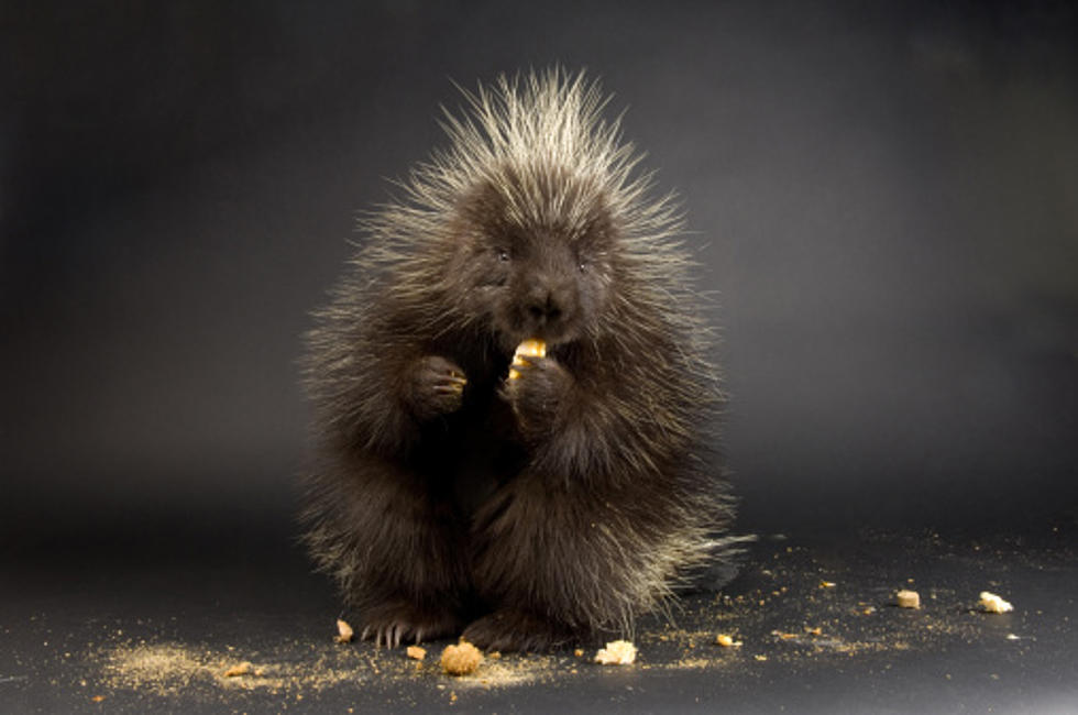 Watch Teddy Bear The Porcupine Predict The Winner Of The Super Bowl [VIDEO]