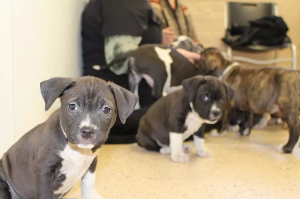 Nine Pit Bull Puppies Are The Cutest Things You’ll See All Day [VIDEO]