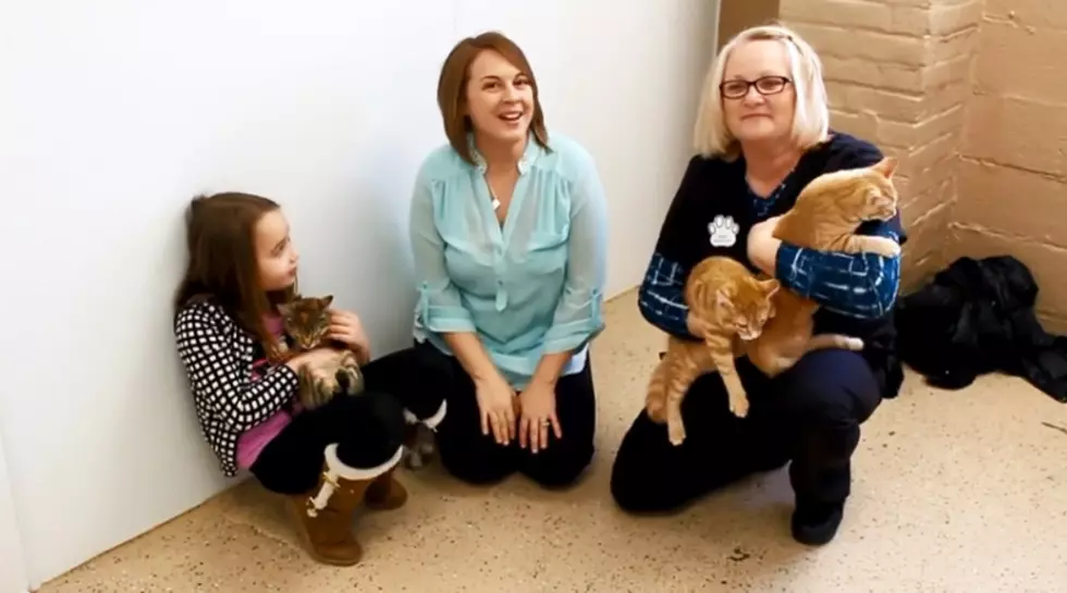 Pet Of The Week: &#8216;That &#8217;70s Show&#8217; Cats [VIDEO]