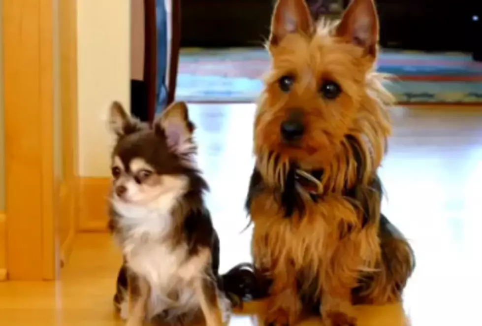 Dog Rats Out Friend For Pooping in the Kitchen [VIDEO]