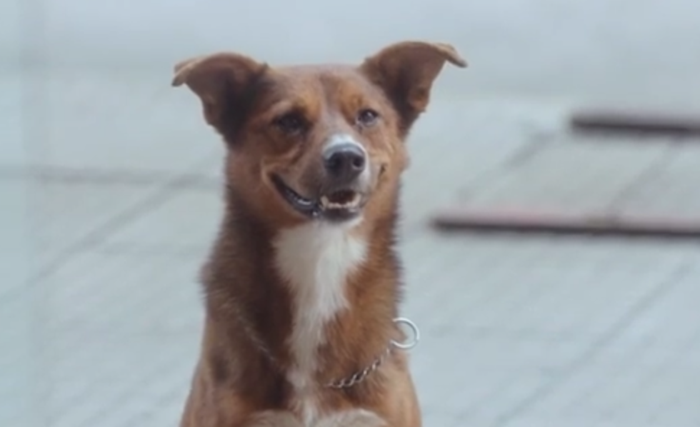 ‘The Man and the Dog’ Will Make You Cry and Become an Organ Donor [VIDEO]
