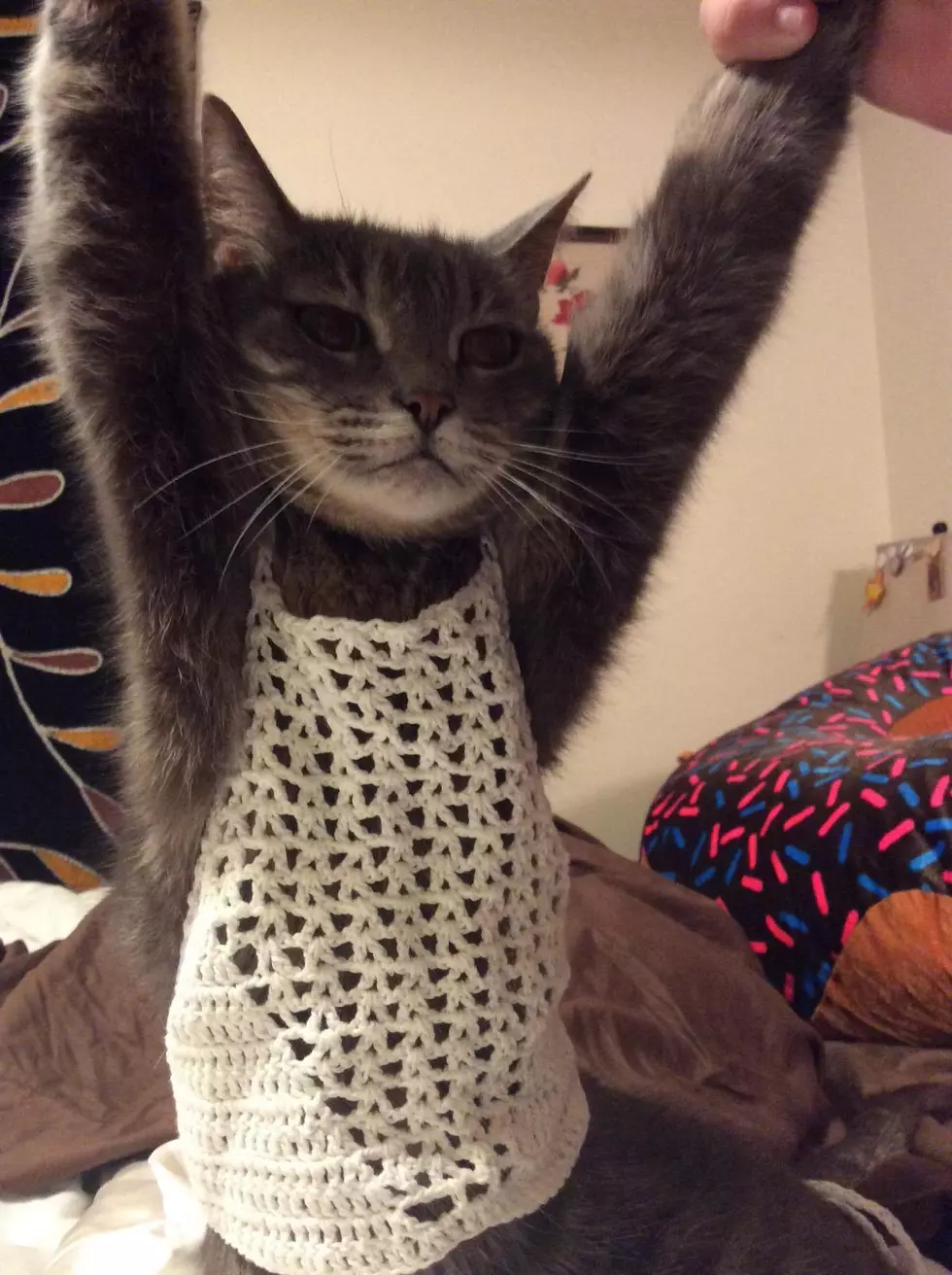 Mom Dresses Cat in Daugther’s Top to Prove How Small It Is [PHOTO]