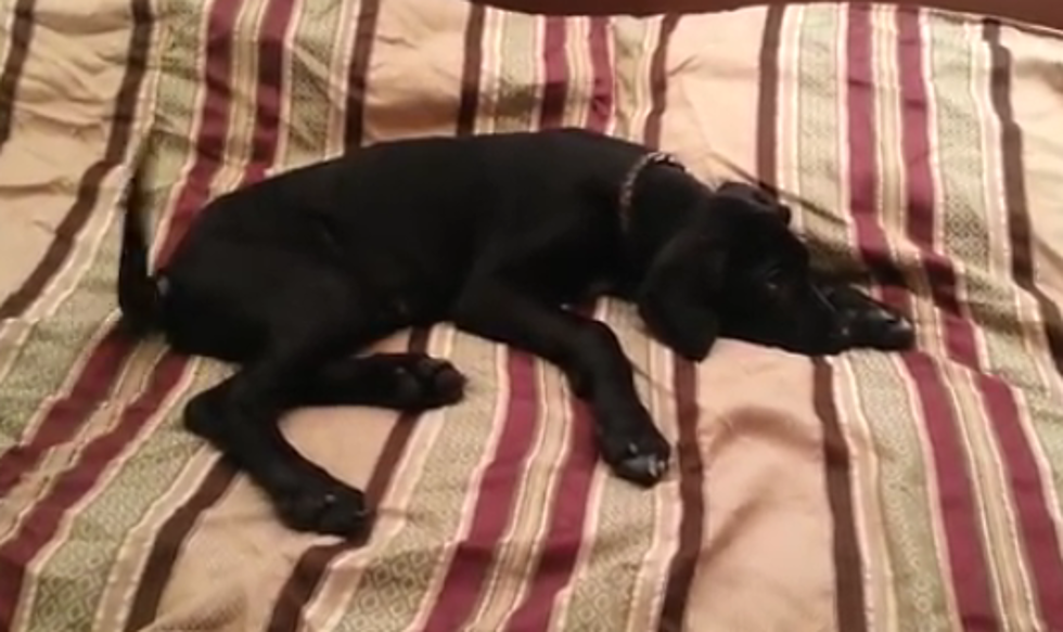 Adorable Great Dane Demonstrates How We All Feel About Getting Out of Bed [VIDEO]