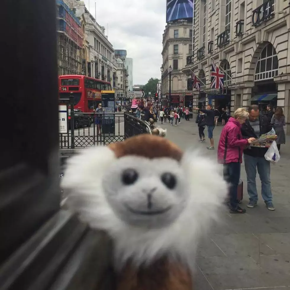Missing Monkey, Your Help is Needed [PHOTOS]