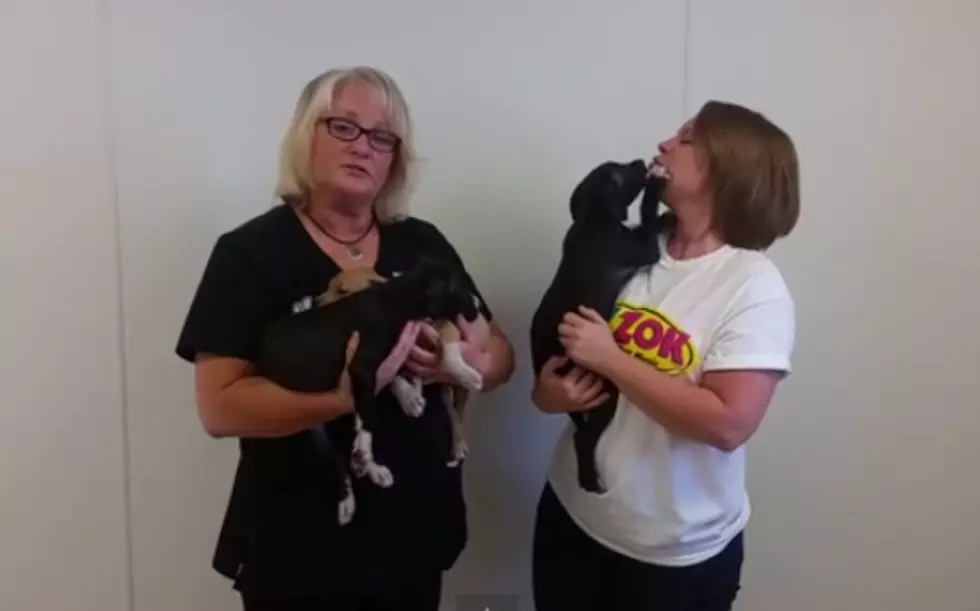 Pit bull Puppy Pals Are Ready to Find the Pawfect Home [VIDEO]