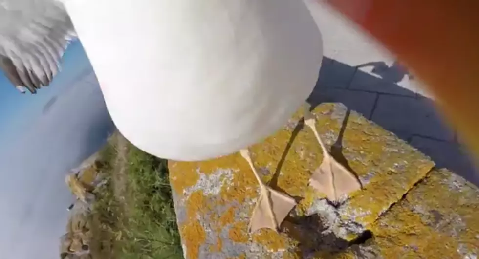 Rude Seagull Steals GoPro And Makes An Awesome Video