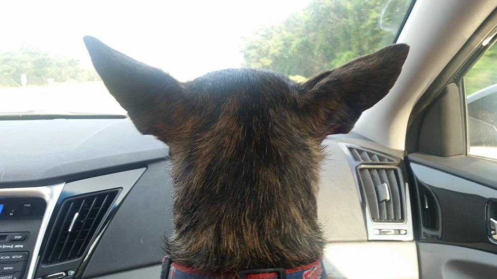 Watch Mandy James’ Dog Freak Out Over Windshield Wipers [VIDEO]