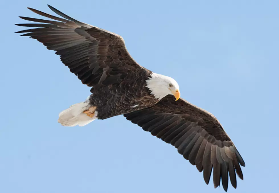 Epic In-Flight Bird Battle: Seagull VS Eagle VS Seagull [PHOTO]