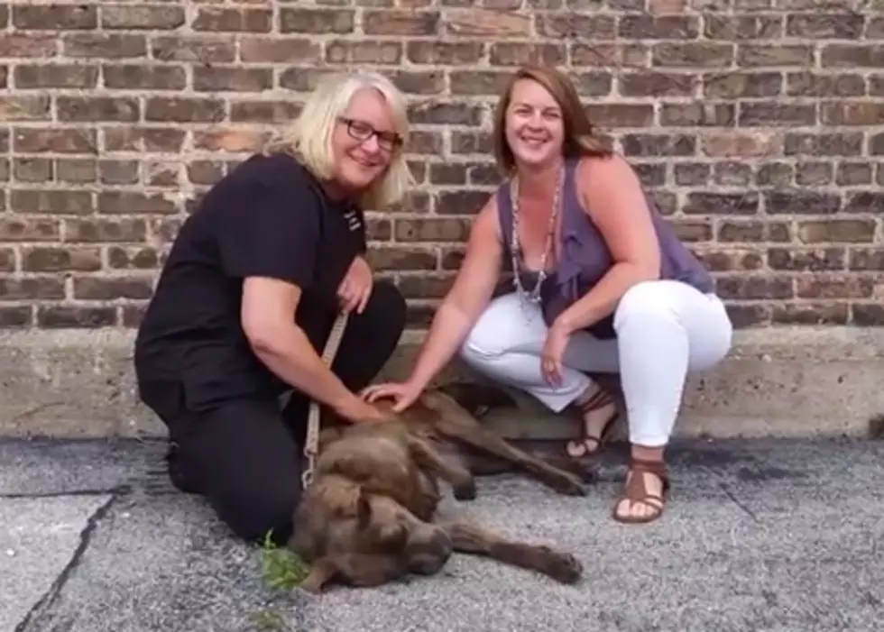 Cuddly, Adoptable Dog Loves Belly Rubs [VIDEO]