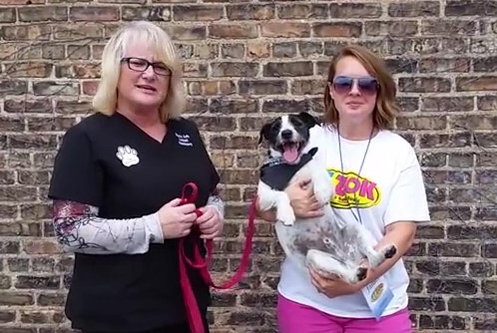 Jumpin’ Jack Russel Terrier is Pet of the Week [VIDEO]