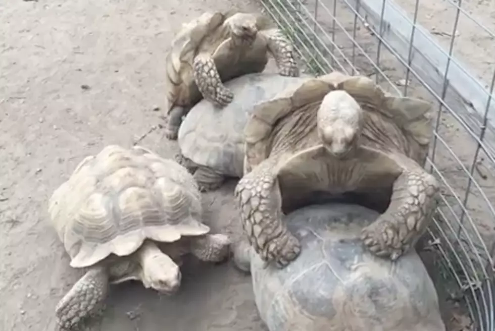 'Slow Pokes' - Turtles at the Zoo