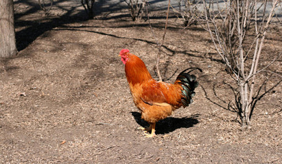 Rockford Man Wants Us to be Able to Have Backyard Chickens [VIDEO]