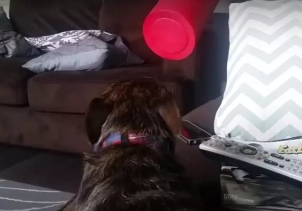 Adorable Dog is Deathly Afraid of Foam Rollers [VIDEO]