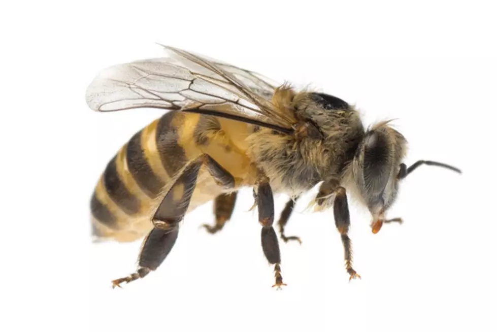 What Do You Do When A Bee Flies Into Your Car?