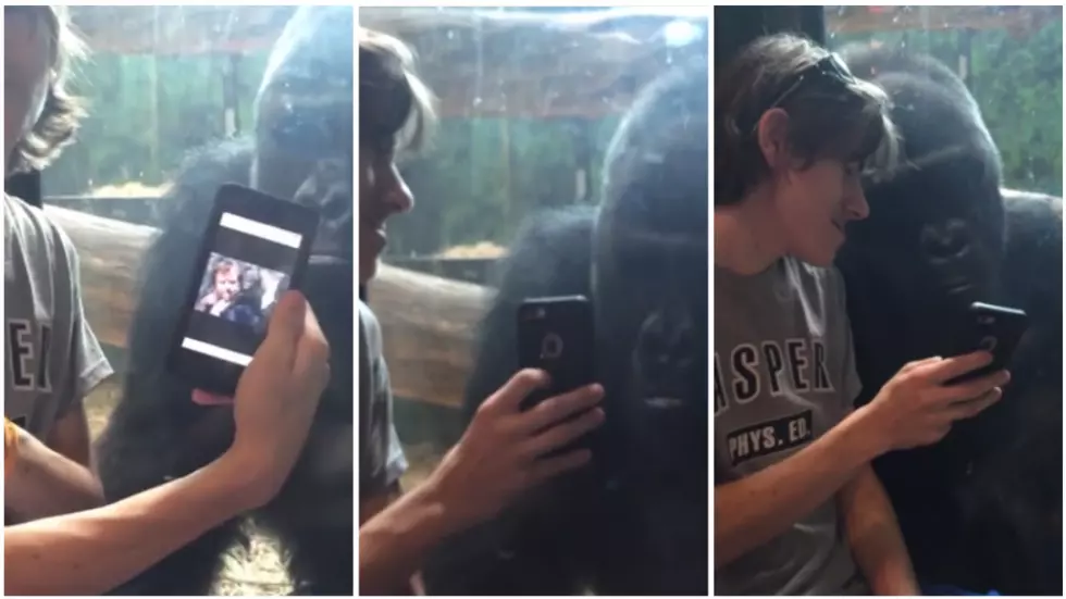 Gorilla Has Great Reaction To Seeing Photos Of Other Gorilla’s [VIDEO]