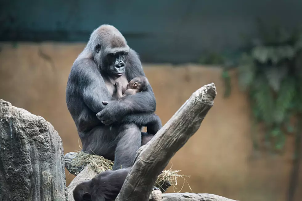 Precious Baby Gorilla Born at Illinois Zoo [PHOTOS]