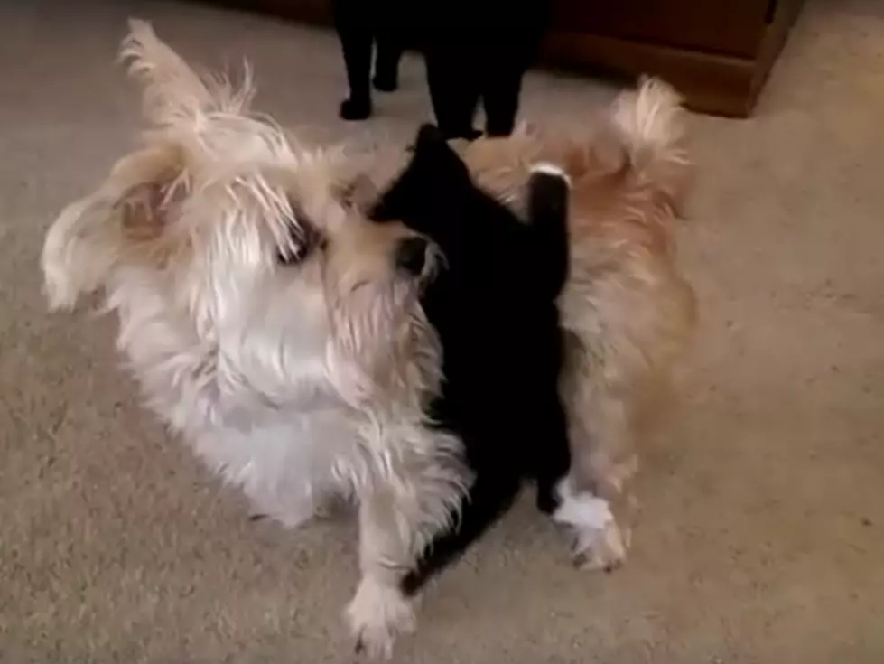 Dog is Severely Confused When a Kitten Wants a Piggy Back [VIDEO]