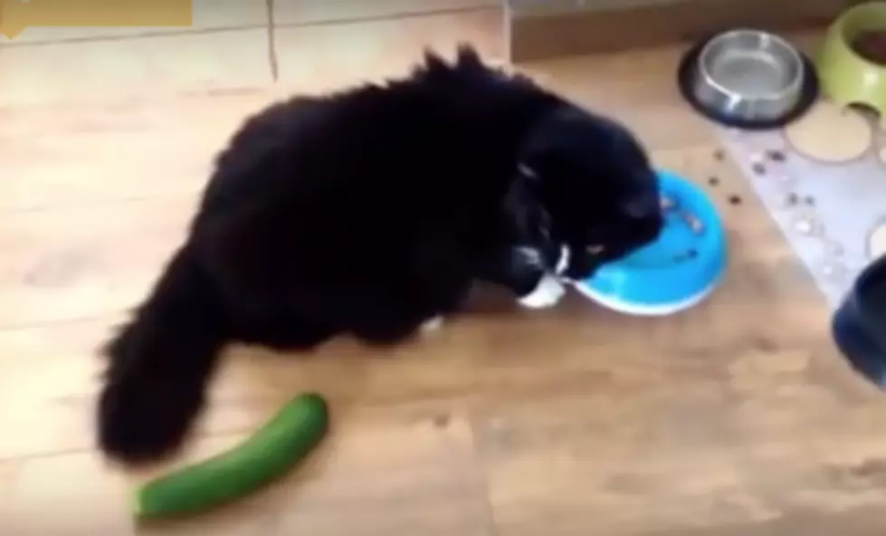 Why You Should Never Scare Your Cat with a Cucumber