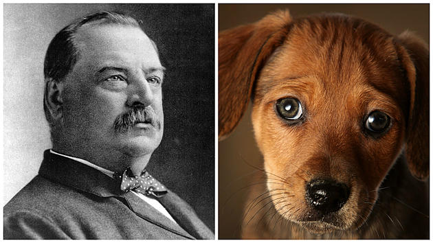 The 10 Best Presidents That Would Make Great Dog Names