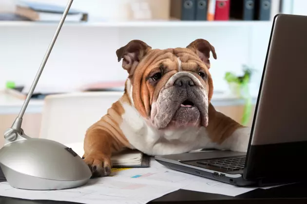 How To Turn Your Office Into a &#8216;Dog-Friendly&#8217; Workplace