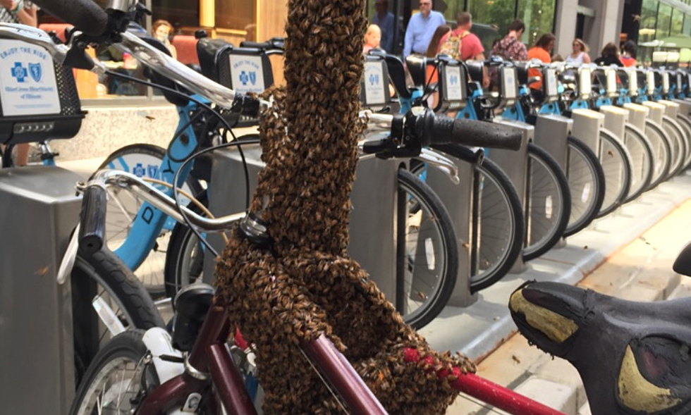 Chicago 'Bee' Bike