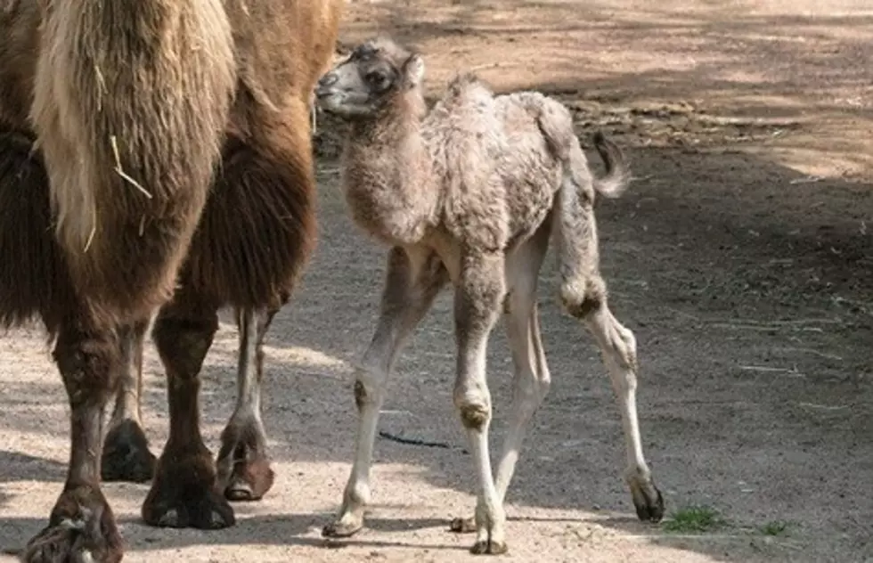Chicago’s Lincoln Park Zoo Gives Baby Camel a ‘Punny’ Cute Name
