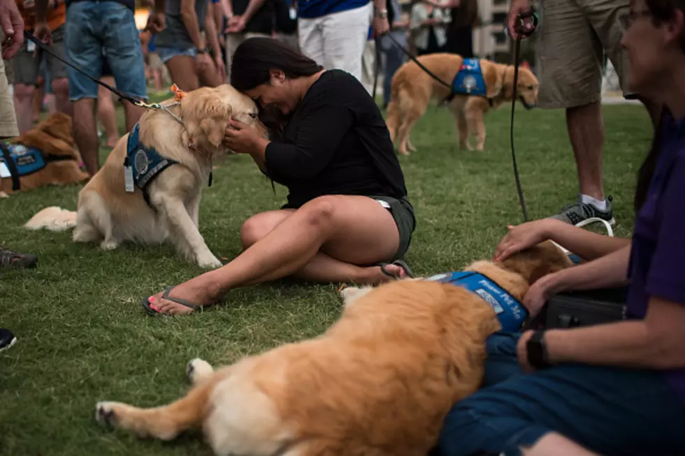 Comfort Dog from Belvidere Visits Orlando Shooting Victims