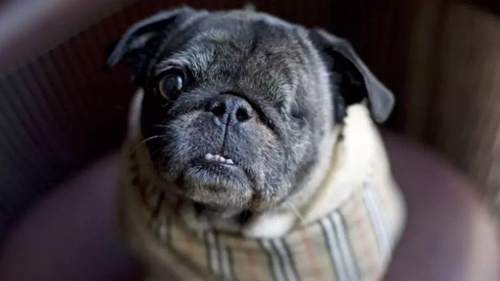 One-Eyed Rescue Pug is Now a Concierge at a Chicago Hotel