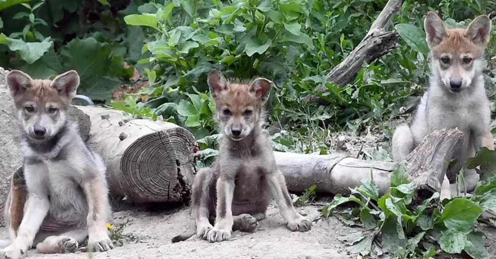 Your Kids Can Help Name the Brookfield Zoo Wolf Pups
