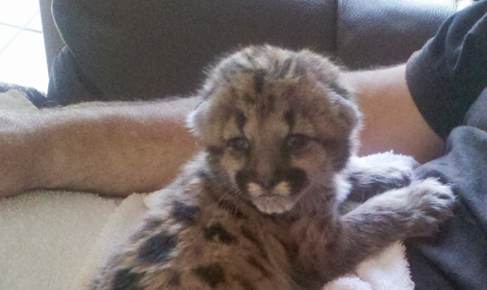 See Adorable Baby Cougar&#8217;s Debut at Belvidere&#8217;s Summerfield Zoo