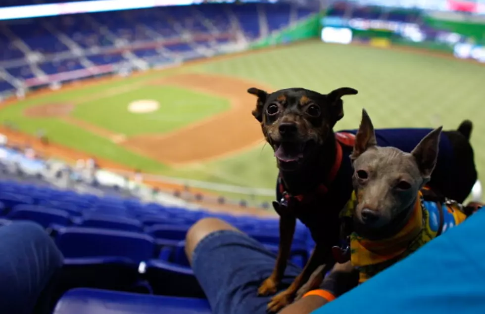 Your Dog Can Help the White Sox Set a Guiness World Record