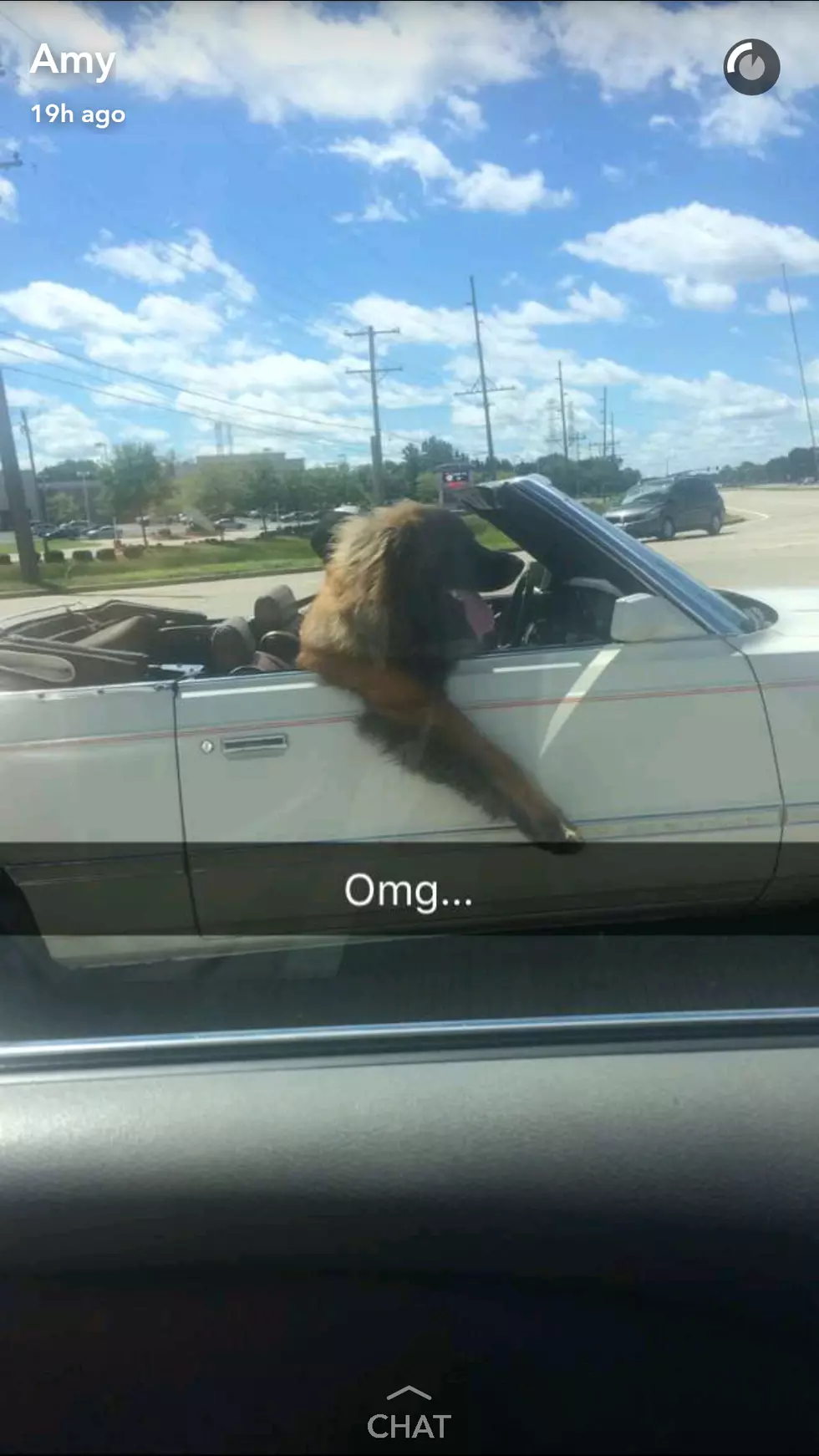 This Dog Riding Shotgun in a Convertible Has More Chill Than You
