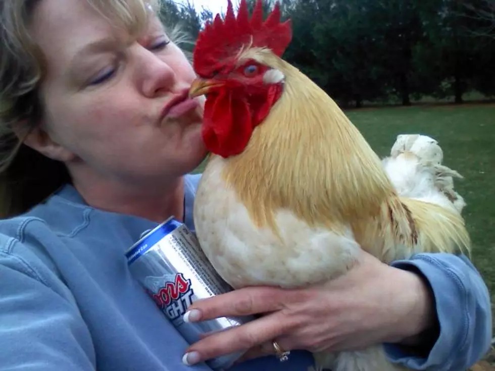 CDC Issues Warning to Stop Kissing Chickens; Really